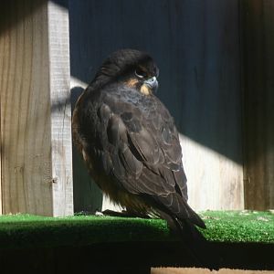 New Zealand Falcon - Wingspan