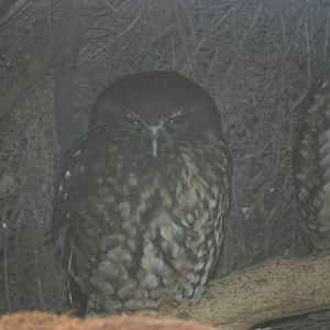 Morepork - Wingspan