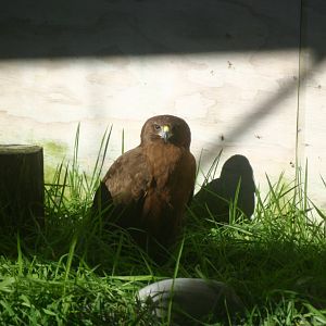 Harrier Hawk - Wingspan