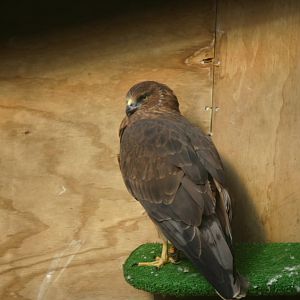 Harrier Hawk - Wingspan