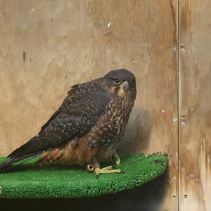 New Zealand Falcon - Wingspan