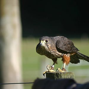 New Zealand Falcon - Wingspan