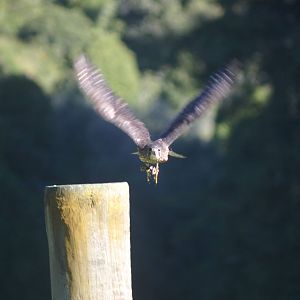 New Zealand Falcon - Wingspan