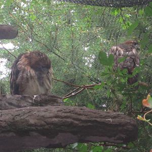 Jul. 2012-Red-Tailed Hawks