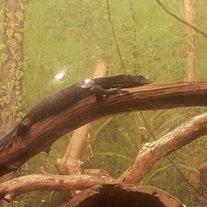 Jul. 2012-Black Tree Monitor