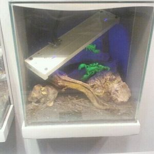 Jul. 2012-Glowing Emperor Scorpion exhibit