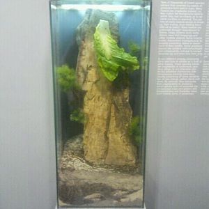 Jul. 2012-Grey Bird Grasshopper exhibit