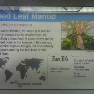 Jul. 2012-Leaf Mantid sign