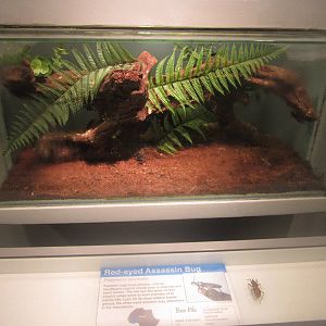 Jul. 2012-Red-eyed Assassin Bug exhibit
