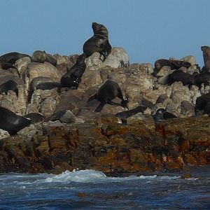Cape fur seals, Dyer Island, South Africa