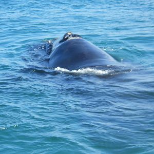 Southern right whale