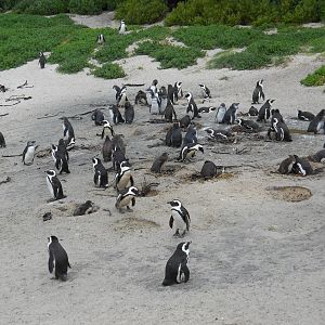 African penguins, Boulder Beach, Cape Town