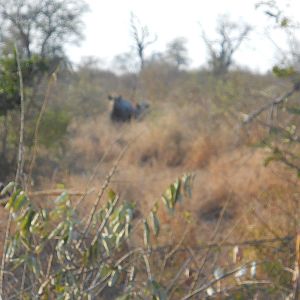 Black rhino female and calf, Kruger National Park