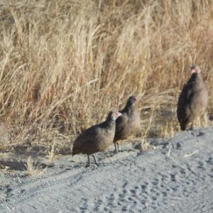 Swainson's francolins, Kruger National Park