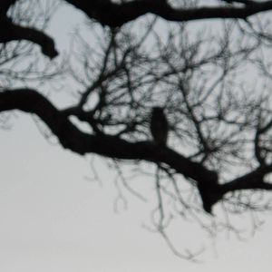 Verraux's eagle-owl, Kruger National Park