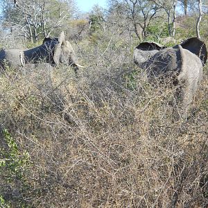 African elephants, Kruger National Park