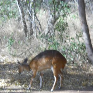 Female bushbuck, Kruger National Park.