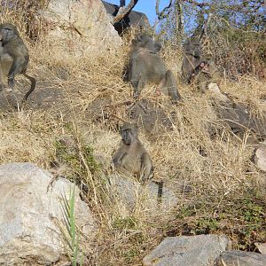 Chacma baboons, Kruger National Park