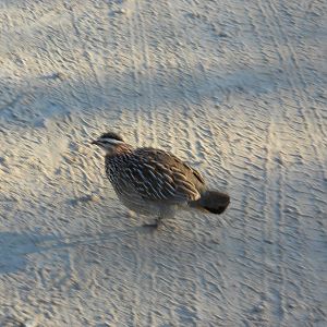 Crested francolin, Kruger National Park