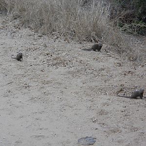Dwarf mongooses, Kruger National Park
