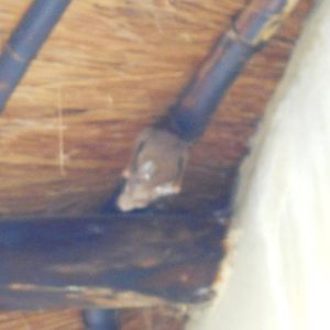 Epauletted fruit bat, Kruger National Park