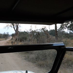Southern giraffes, Kruger National Park, July 2012