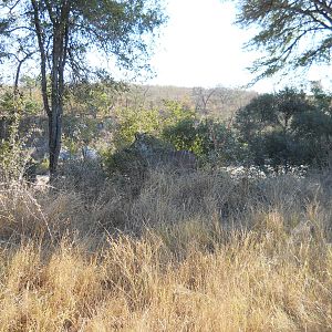 Greater kudu, Kruger National Park, July 2012