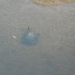 Hinge-backed terrapin, Kruger National Park, July 2012