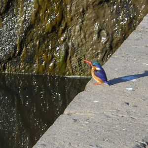 Malachite kingfisher, Kruger National Park, July 2012