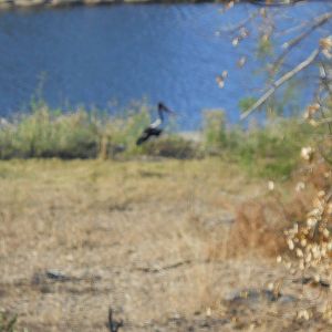 Saddle-billed stork, Kruger National Park, July 2012