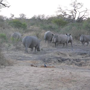 White rhinos, Kruger National Park, July 2012