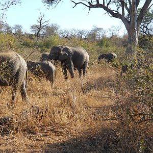 African elephant herd, Kruger National Park, July 2012