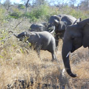 African elephant herd, Kruger National Park, July 2012