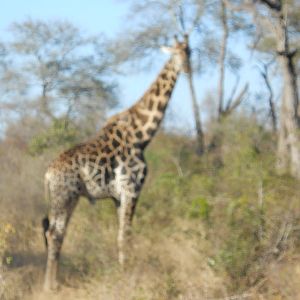 Southern giraffe bull, African elephant herd, Kruger National Park, July 20
