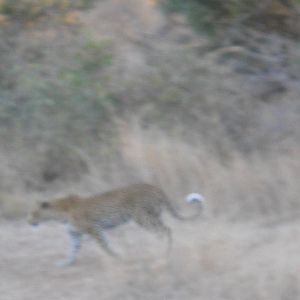 Leopard, Kruger National Park, July 2012