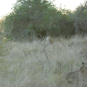 African lions, Kruger National Park, July 2012