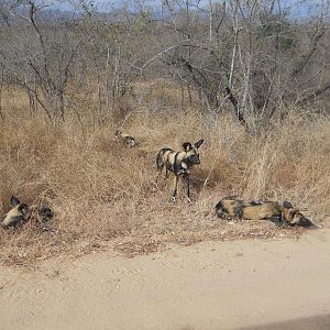 African wild dogs, Kruger National Park, July 2012