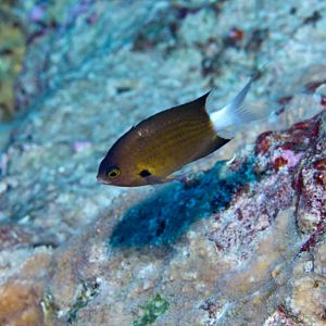 Bicolor Chromis (Chromis margaritifer)