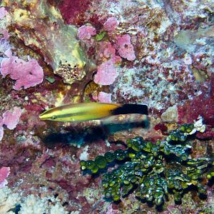 Redlip Cleaner Wrasse (Labroides rubrolabiatus)