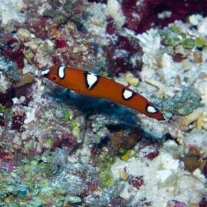 Yellowtail Coris juvenile (Coris gaimardi)