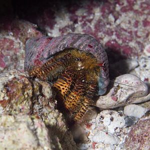 Coconut Crab juvenile (Birgus latro)