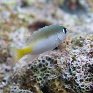 Brighteye Damsel (Plectroglyphidodon imparipennis)