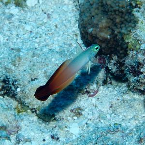 Fire Dartfish (Nemateleotris magnifica)