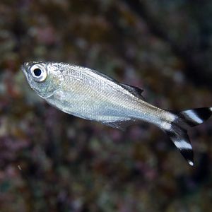 Barred Flagtail (Kuhlia mugil)