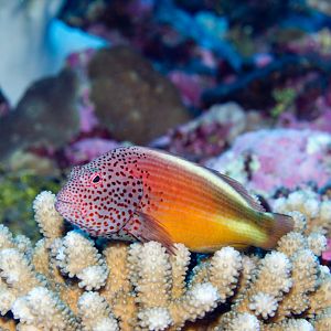 Freckled Hawkfish (Paracirrhites forsteri)