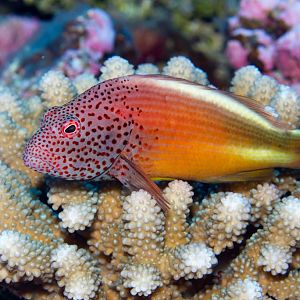 Freckled Hawkfish (Paracirrhites forsteri)