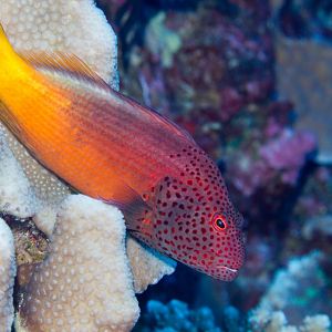 Freckled Hawkfish (Paracirrhites forsteri)
