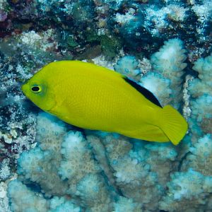 Yellow Pygmy Angelfish (Centropyge heraldi)