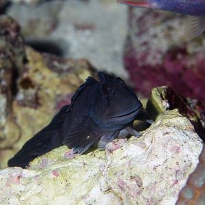 Rippled Rockskipper (Istiblennius edentulus)