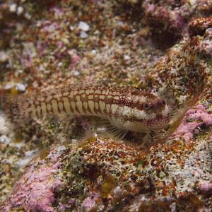 Blenny
